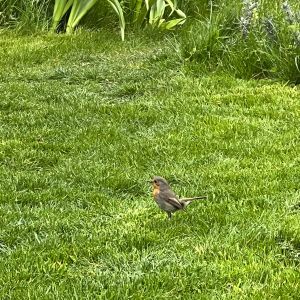 The sound of birds in the garden